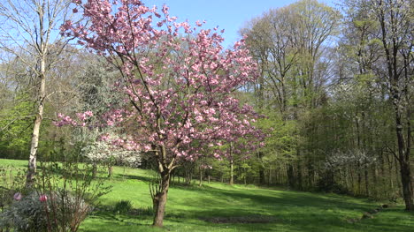 France-Pink-Flowered-Tree-Zooms-In